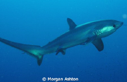 Thresher shark. Twelve minutes and 100 ft. into my first ... by Morgan Ashton 